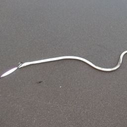 ダイナンウミヘビ