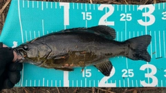 スモールマウスバスの釣果