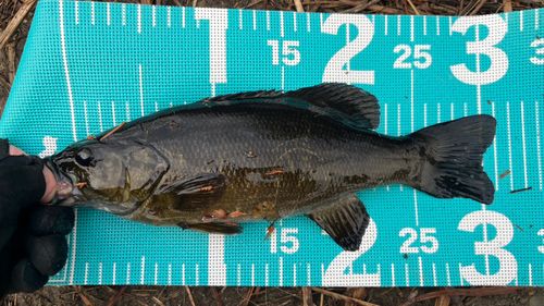 スモールマウスバスの釣果