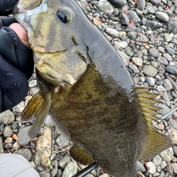 スモールマウスバス