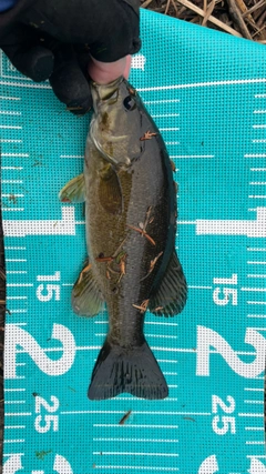 スモールマウスバスの釣果