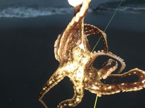 タコの釣果