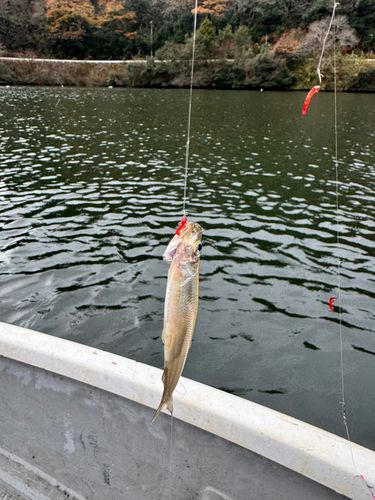 ワカサギの釣果