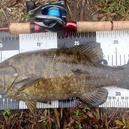 スモールマウスバス