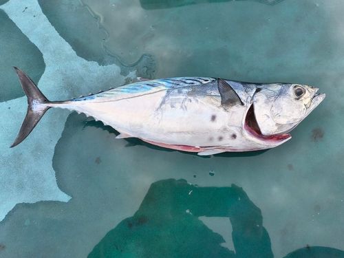 鴨池海づり公園