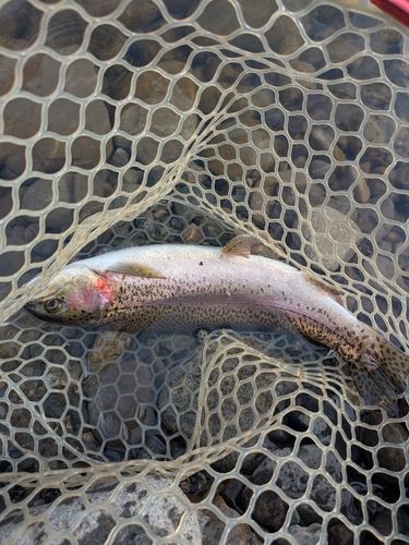 ニジマスの釣果