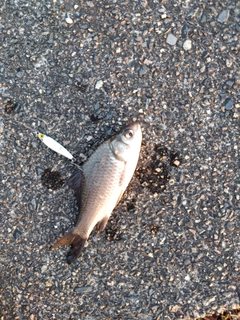 フナの釣果