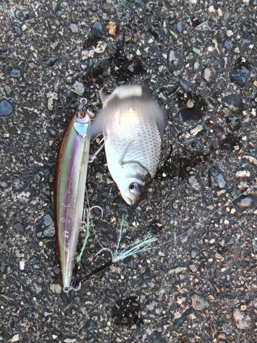フナの釣果