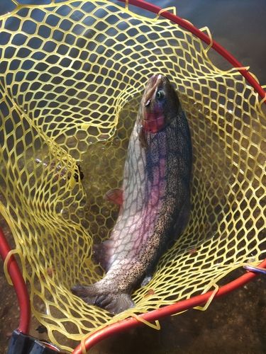 ニジマスの釣果