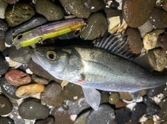 セイゴ（マルスズキ）の釣果