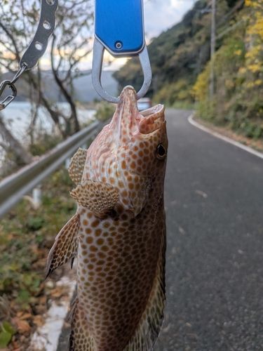 オオモンハタの釣果