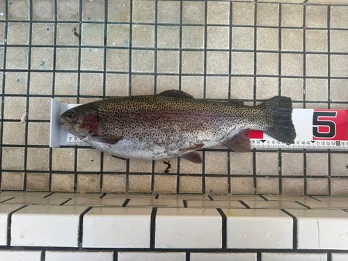 ニジマスの釣果