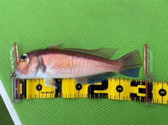 アマダイの釣果