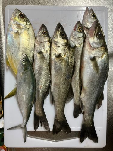 セイゴ（タイリクスズキ）の釣果