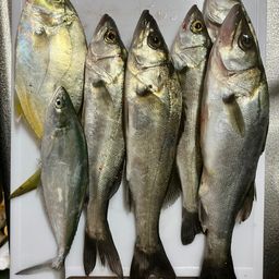 セイゴ（タイリクスズキ）