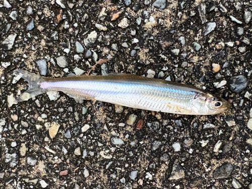 ワカサギの釣果