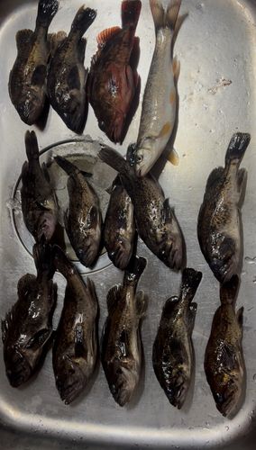 クロソイの釣果