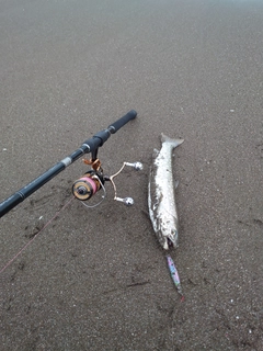 アメマスの釣果