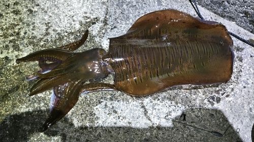アオリイカの釣果
