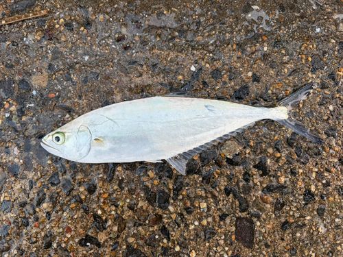 碧南海釣り公園