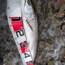 ブラウントラウト