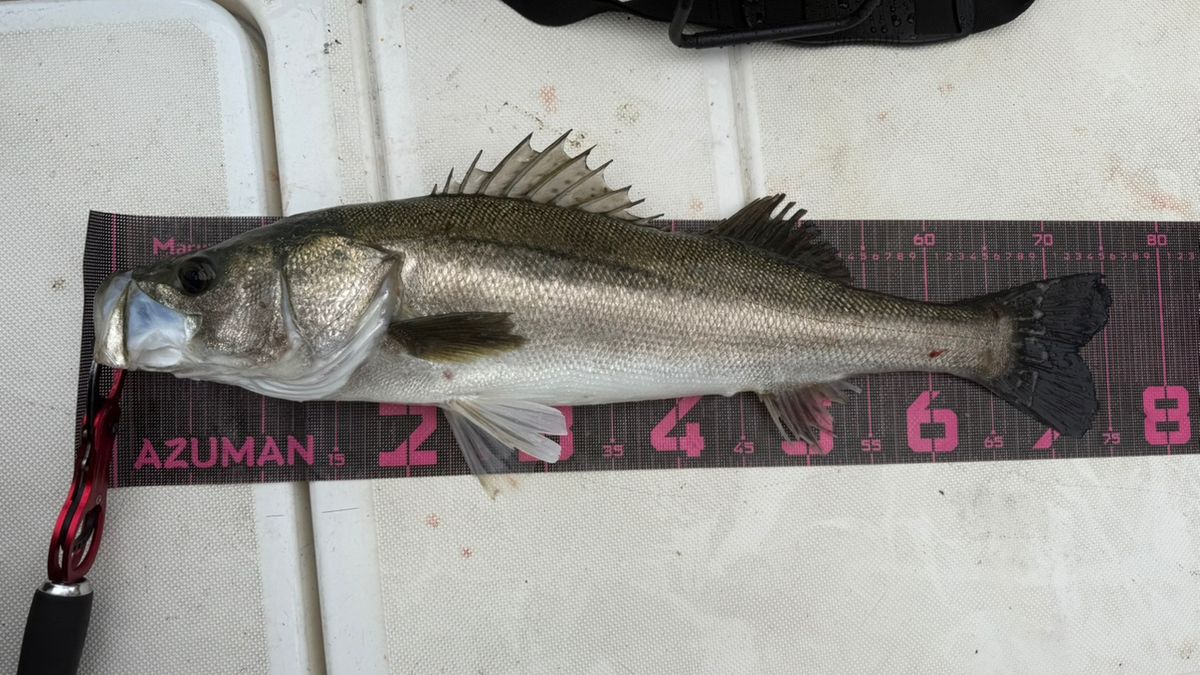 たなとも𓆛𓆜𓆝𓆞𓆟さんの釣果 2枚目の画像