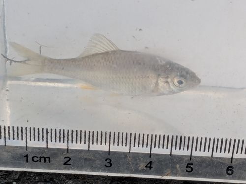 キタノアカヒレタビラの釣果