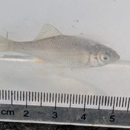 キタノアカヒレタビラ