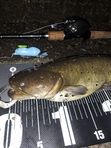 ナマズの釣果