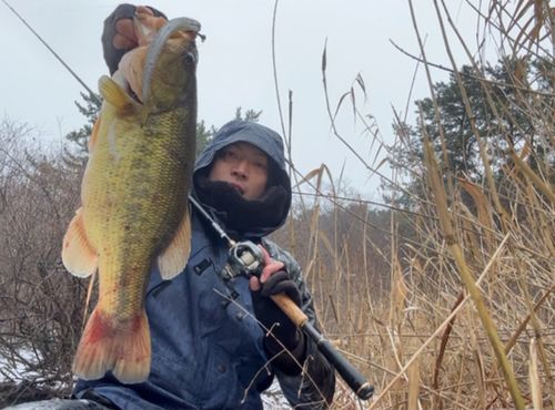 ラージマウスバスの釣果