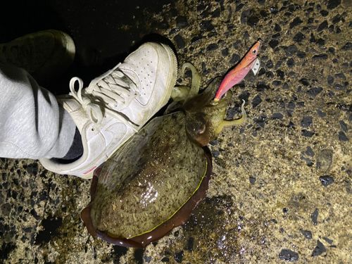 コウイカの釣果