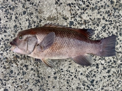 コブダイの釣果