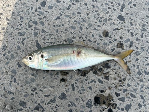 マルアジの釣果