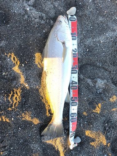 大浜海岸（静岡）