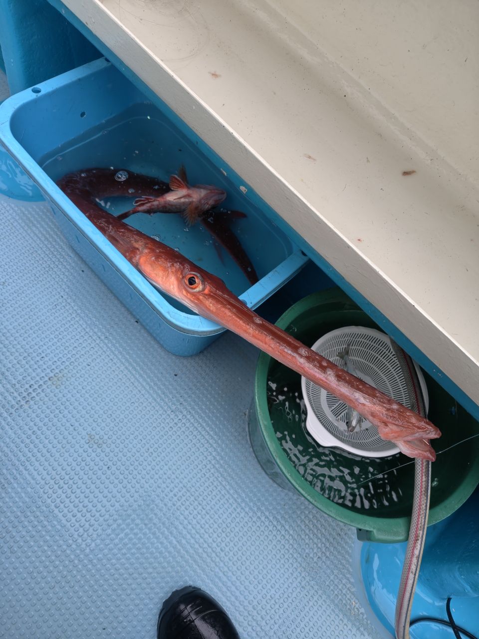 ひでぽん901さんの釣果 1枚目の画像