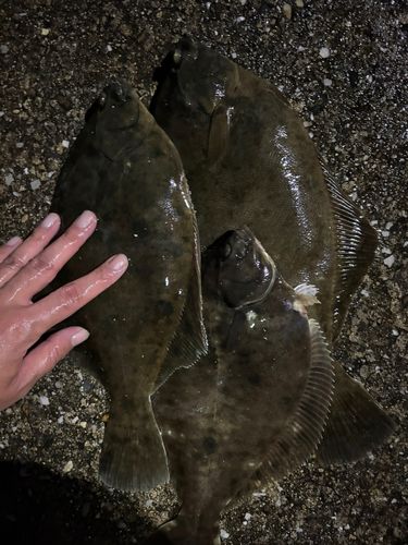 カレイの釣果