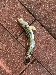 マハゼの釣果