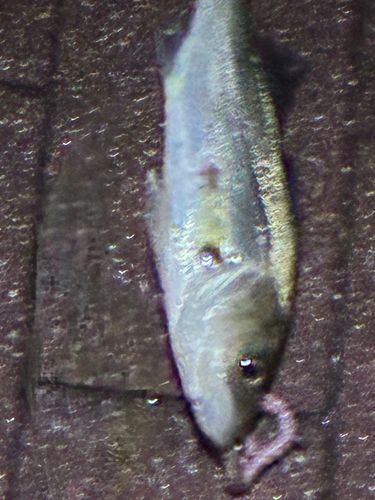 セイゴ（マルスズキ）の釣果