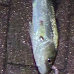 セイゴ（マルスズキ）