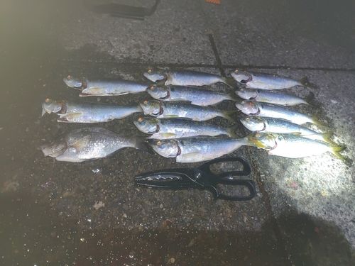 コノシロの釣果