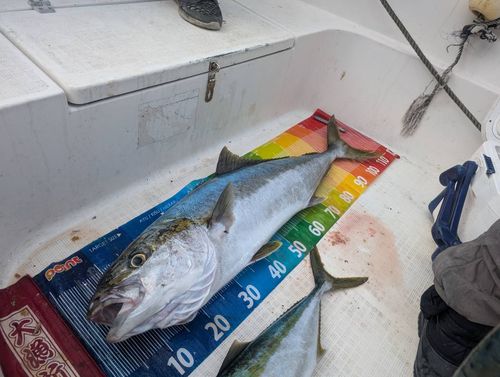 ヒラマサの釣果