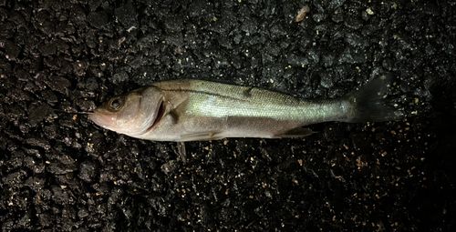 セイゴ（マルスズキ）の釣果