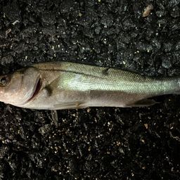 セイゴ（マルスズキ）