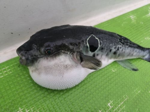 トラフグの釣果