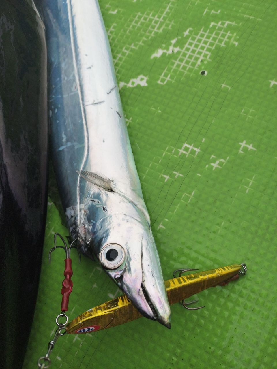 しん☆ちゃんさんの釣果 1枚目の画像