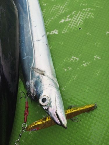 タチウオの釣果