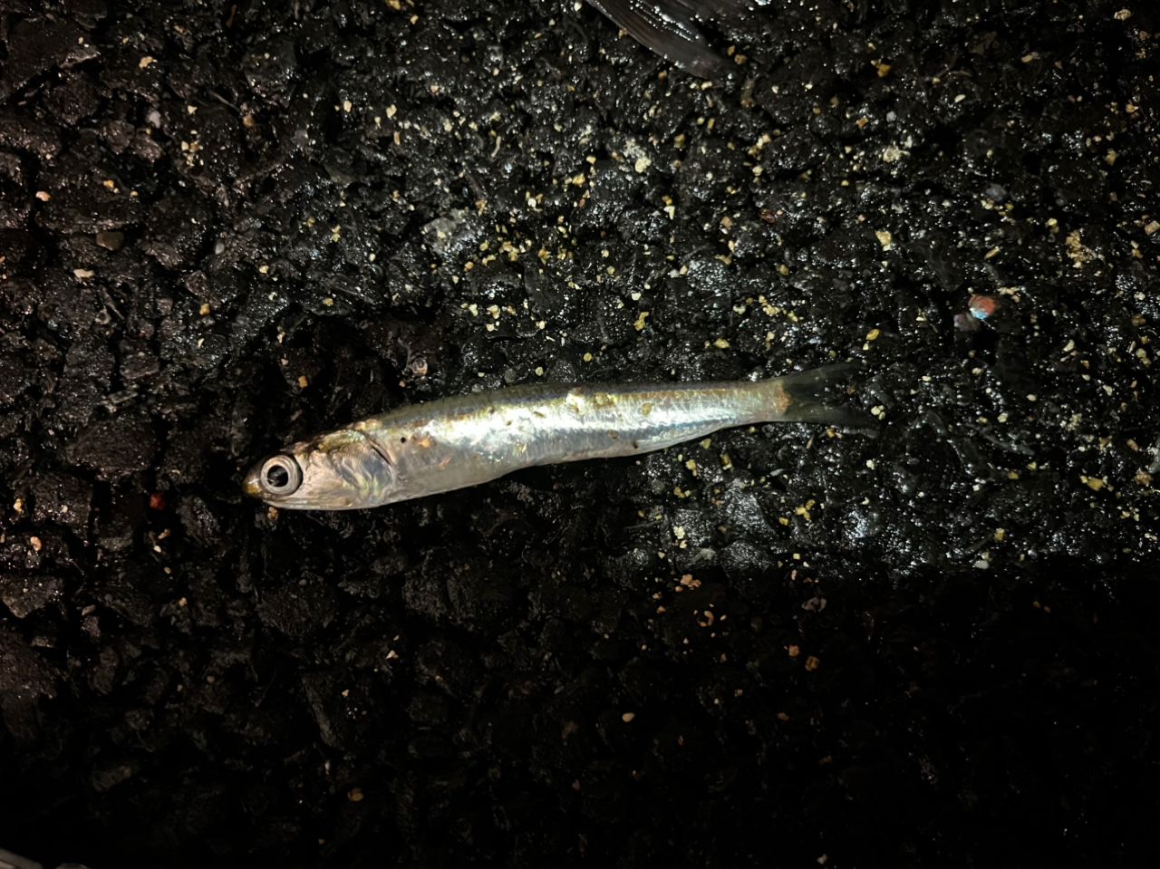 カタクチイワシ