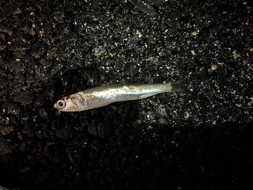 カタクチイワシの釣果