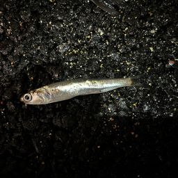 カタクチイワシ