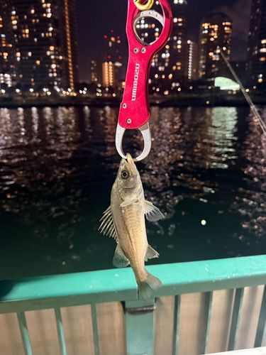 セイゴ（マルスズキ）の釣果